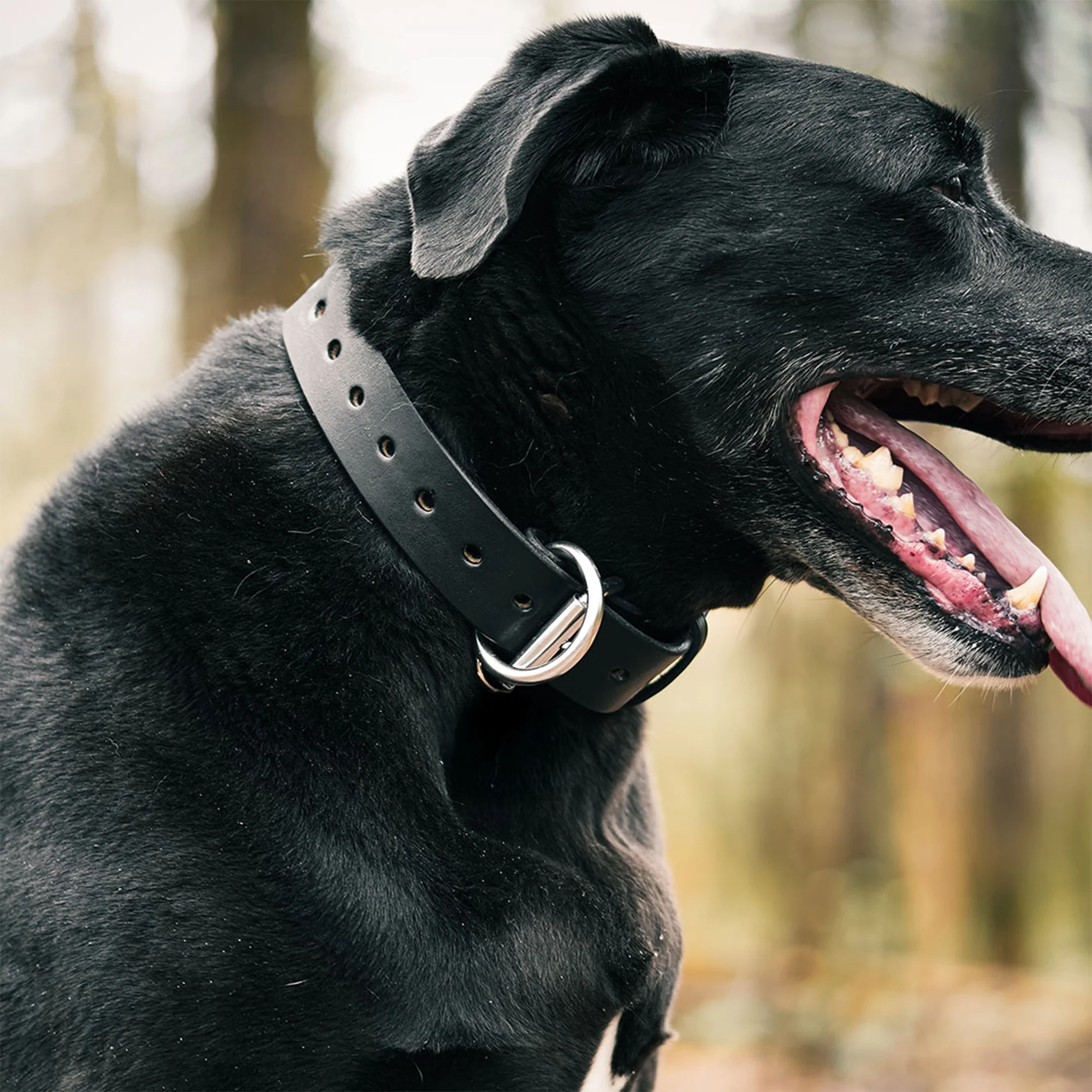 Big Ass Dog Collars for Big Ass Dogs - Image 6