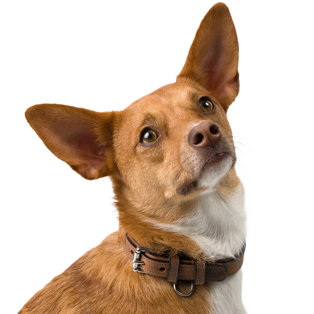 Kodak Bison Collar - Image 3