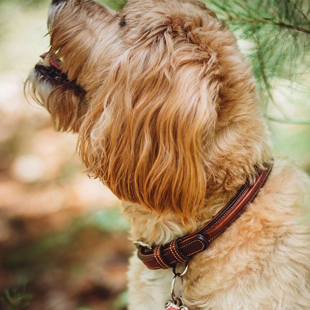 Bentley Raised Collar - Image 12