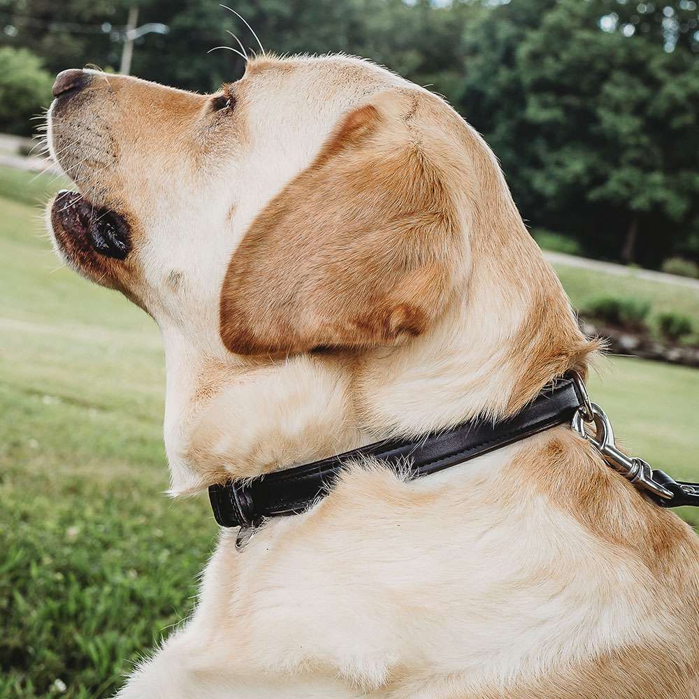 Bentley Raised Collar - Image 14
