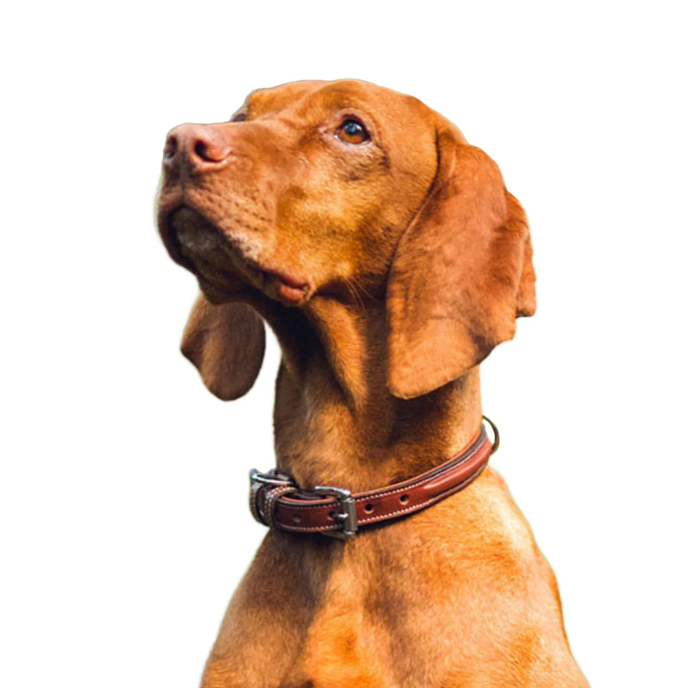 Bentley Raised Collar - Image 3