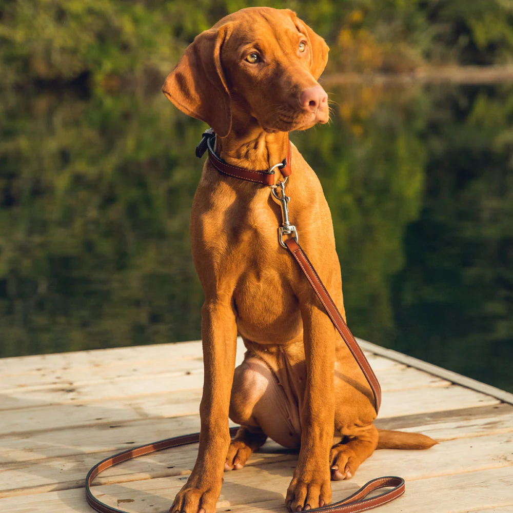 Bentley Leash - Image 18