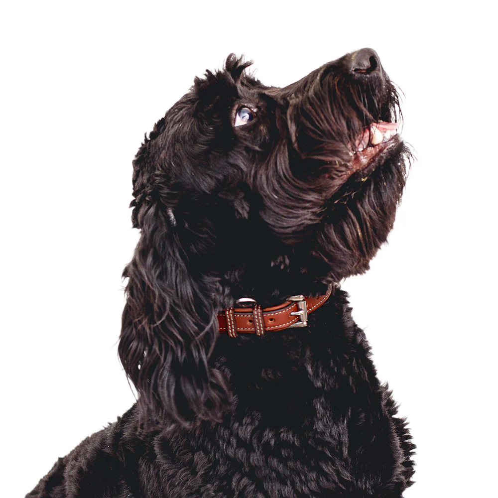 Rover Standard Collar - Image 3